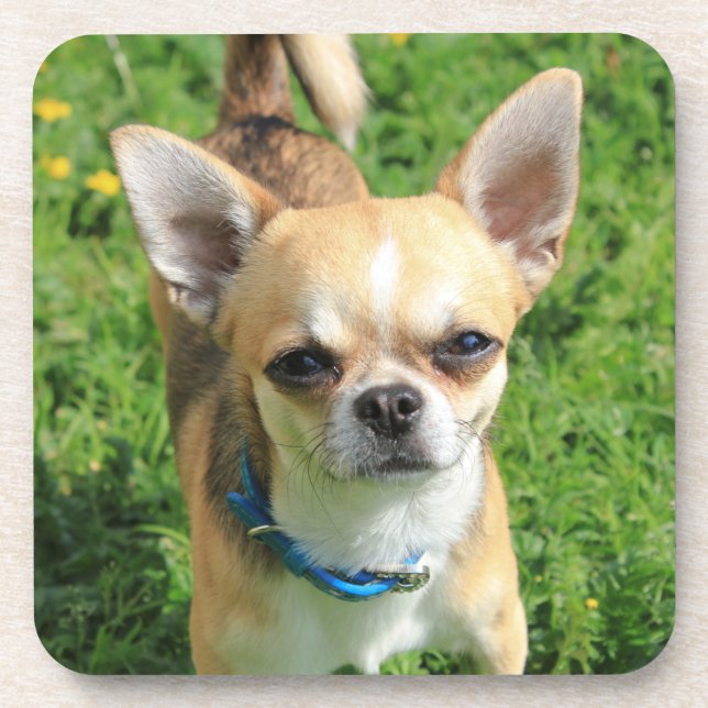 Dessous-de-verre Chien chihuahua minuscule (Devant)