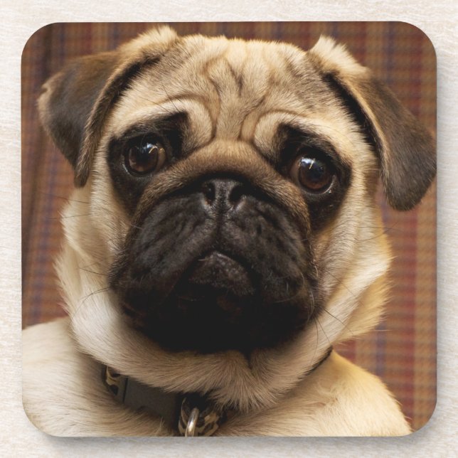 Dessous-de-verre Chien chiot carlin (Devant)