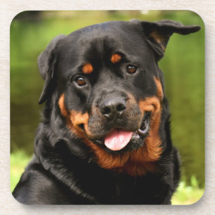 Dessous-de-verre Chien chiot noir et tan Rottweiler