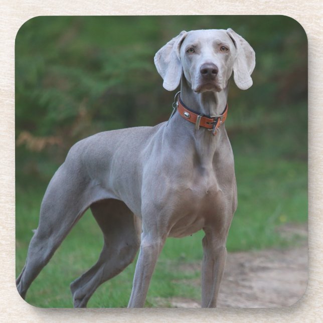 Dessous-de-verre Chien chiot Weimaraner (Devant)