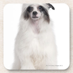 Dessous-de-verre Chien crêté chinois (7 mois)