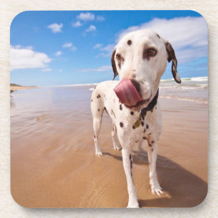 Dessous-de-verre Chien dalmatien sur la plage