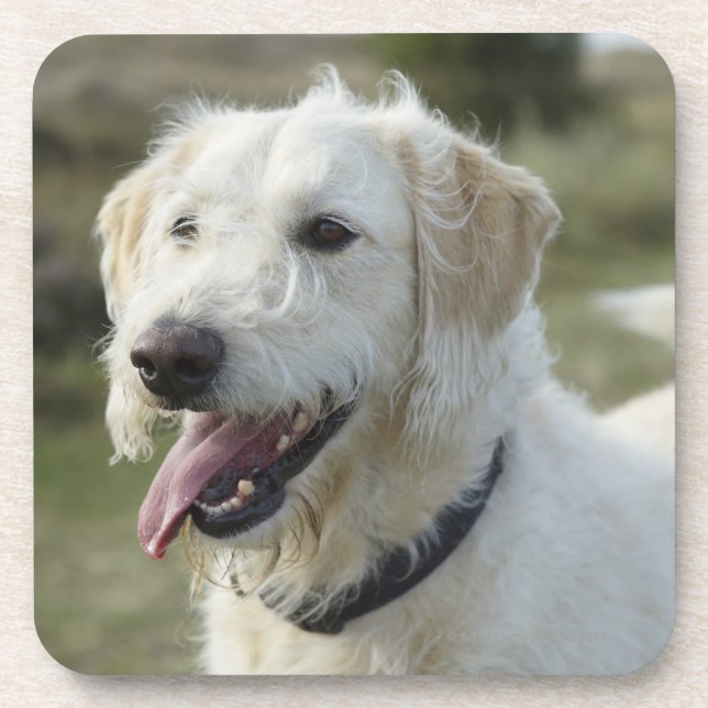 Dessous-de-verre Chien dans la terre de bruyère (Devant)