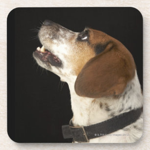 Dessous-de-verre Chien de beagle avec le profil noir de collier