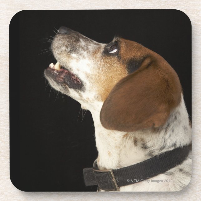 Dessous-de-verre Chien de beagle avec le profil noir de collier (Devant)