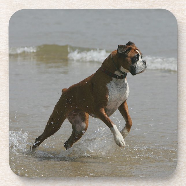 Dessous-de-verre Chien de boxeur dans l'eau (Devant)