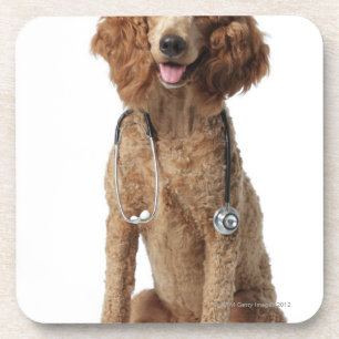 Dessous-de-verre Chien de caniche d'or utilisant un stéthoscope
