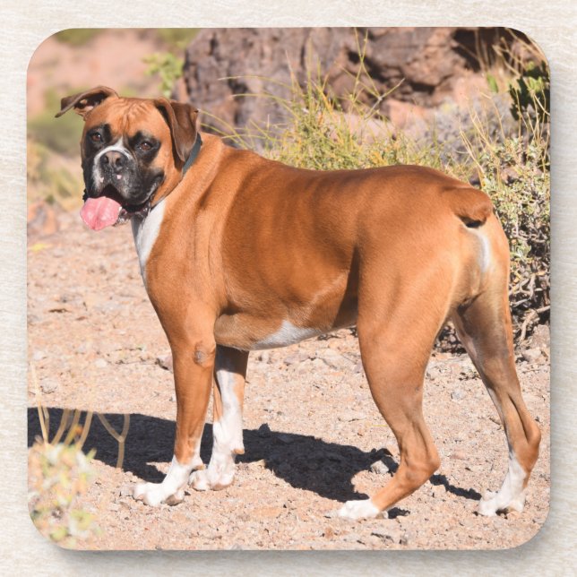 Dessous-de-verre Chien de chiot blanc et de chien de boxe (Devant)