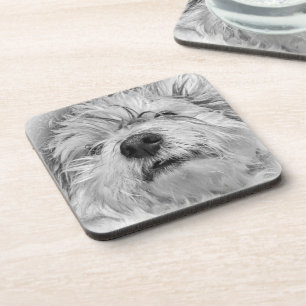 Dessous-de-verre Chien de Coton de Tulear