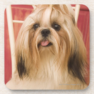 Dessous-de-verre Chien de Shih-tzu