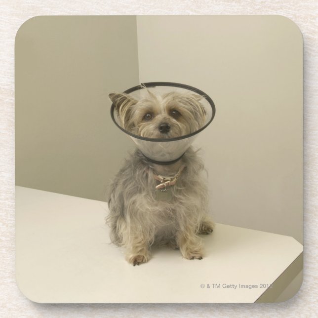 Dessous-de-verre Chien de Terrier utilisant le collier protecteur (Devant)