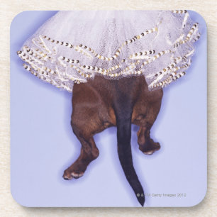 Dessous-de-verre Chien habillé