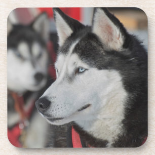Dessous-de-verre Chien husky avant une course, Canada