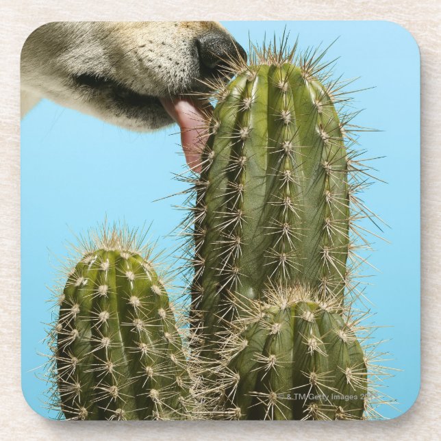 Dessous-de-verre Chien léchant le cactus, plan rapproché (Devant)