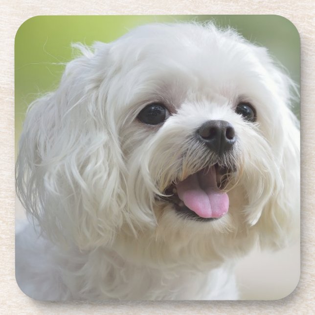 Dessous-de-verre Chien maltais blanc (Devant)