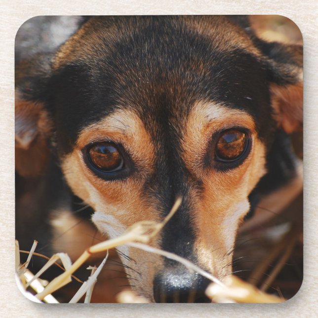 Dessous-de-verre Chien mignon allongé dans le foin (Devant)