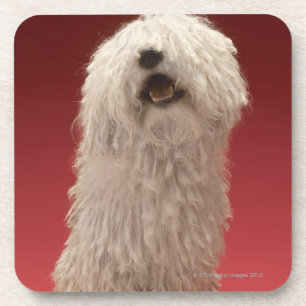 Dessous-de-verre Chien mignon de Komondor