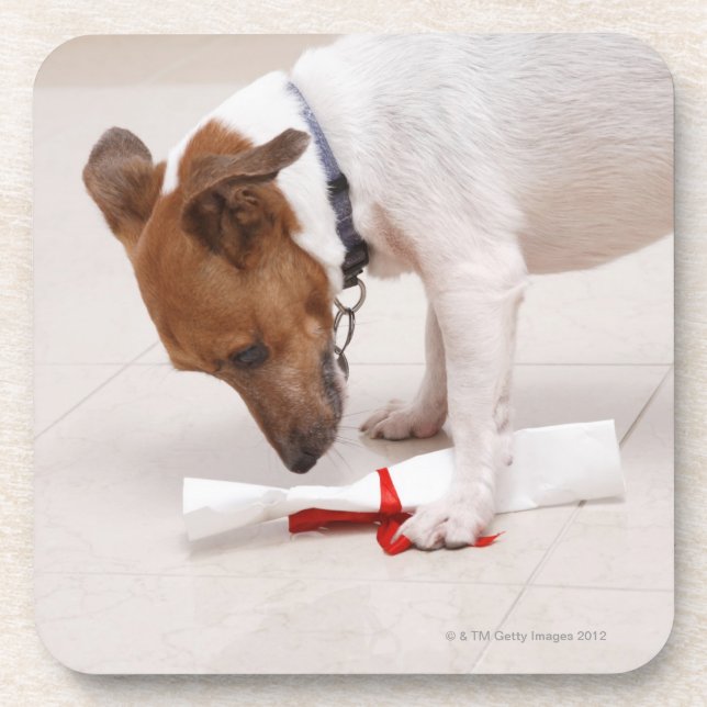 Dessous-de-verre Chien regardant en bas d'un diplôme (Devant)