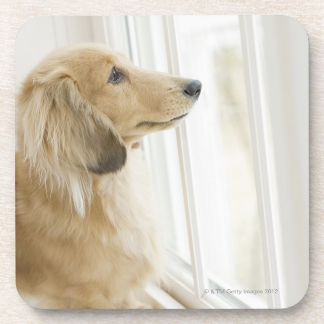 Dessous-de-verre Chien regardant la fenêtre (Devant)