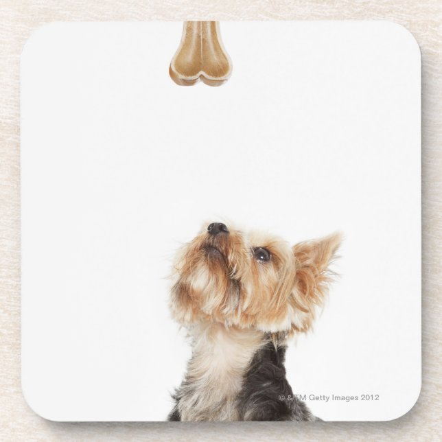 Dessous-de-verre Chien regardant l'os (Devant)