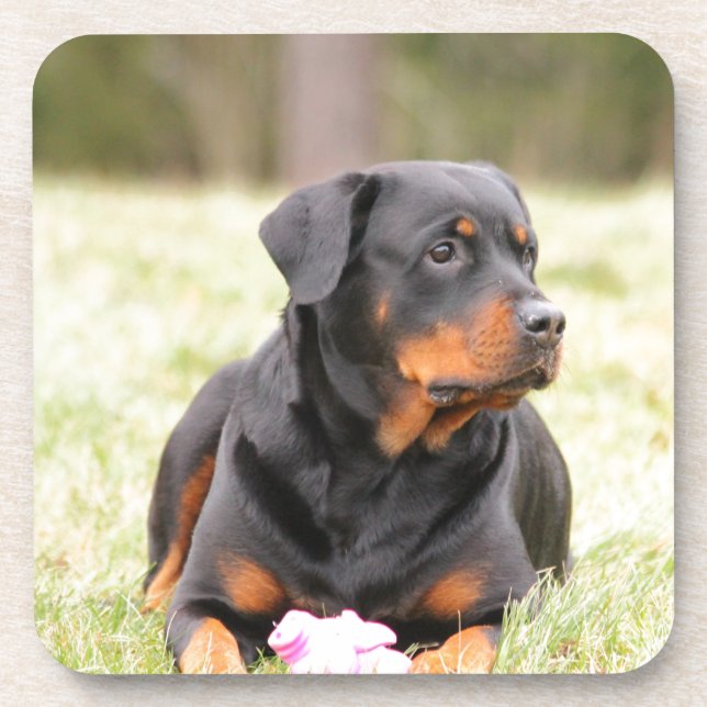 Dessous-de-verre Chien Rottweiler (Devant)