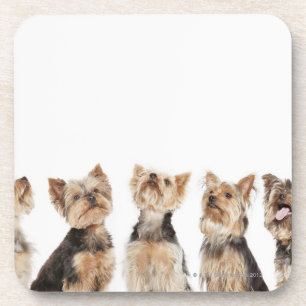 Dessous-de-verre Chiens identiques se reposant ensemble