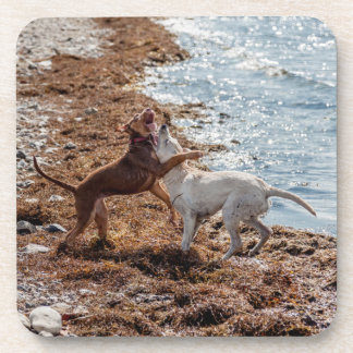 Dessous-de-verre Chiens sur la plage