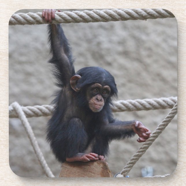 Dessous-de-verre Chimpanzé 017 (Devant)