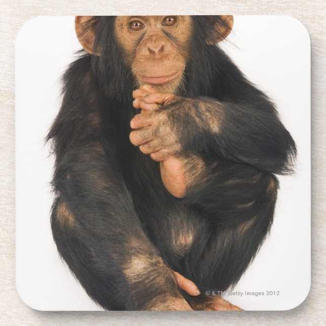 Dessous-de-verre Chimpanzé (troglodytes de casserole). Jeune (Devant)