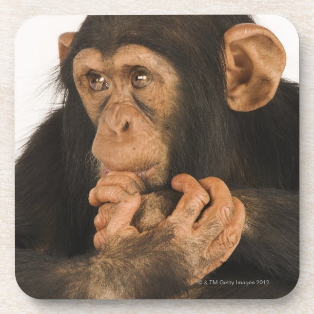 Dessous-de-verre Chimpanzé (troglodytes de casserole). Jeune (Devant)