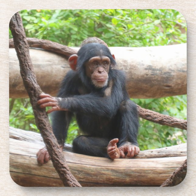 Dessous-de-verre Chimpanzée 001 (Devant)