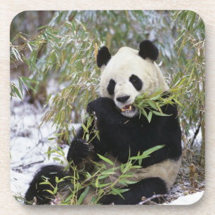 Dessous-de-verre Chine, province du Sichuan. Le Panda géant se nour