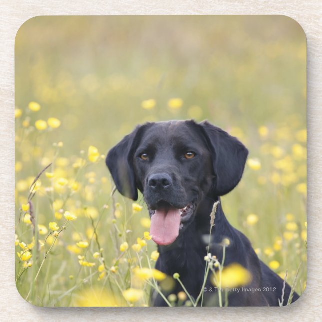 Dessous-de-verre Chiot 16 mois 2 (Devant)