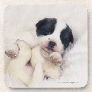 Dessous-de-verre Chiot 2