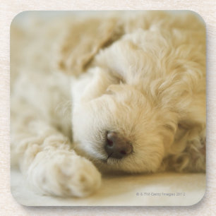 Dessous-de-verre Chiot 2 de caniche de sommeil
