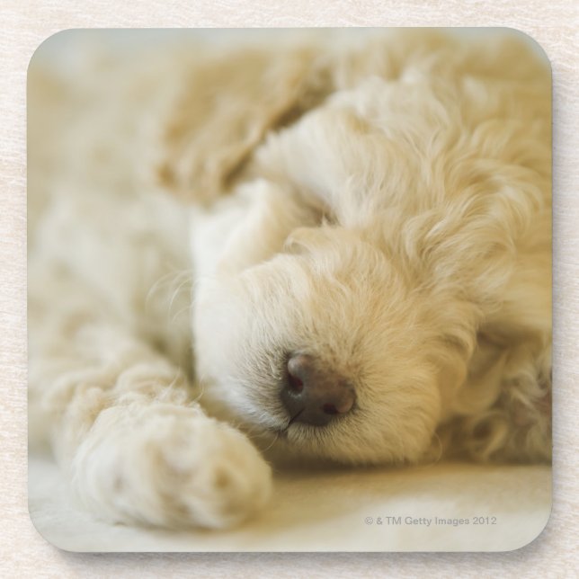 Dessous-de-verre Chiot 2 de caniche de sommeil (Devant)