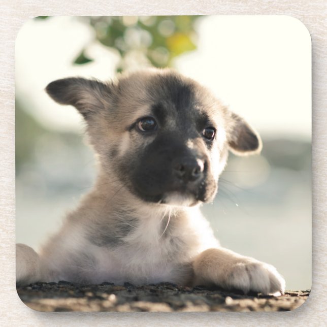 Dessous-de-verre Chiot allemand sur la haie (Devant)