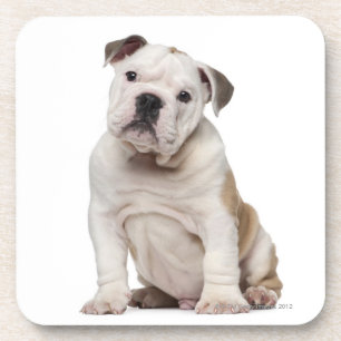 Dessous-de-verre Chiot anglais de bouledogue (2 mois)