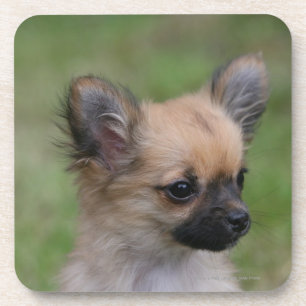 Dessous-de-verre Chiot aux cheveux longs de chiwawa regardant