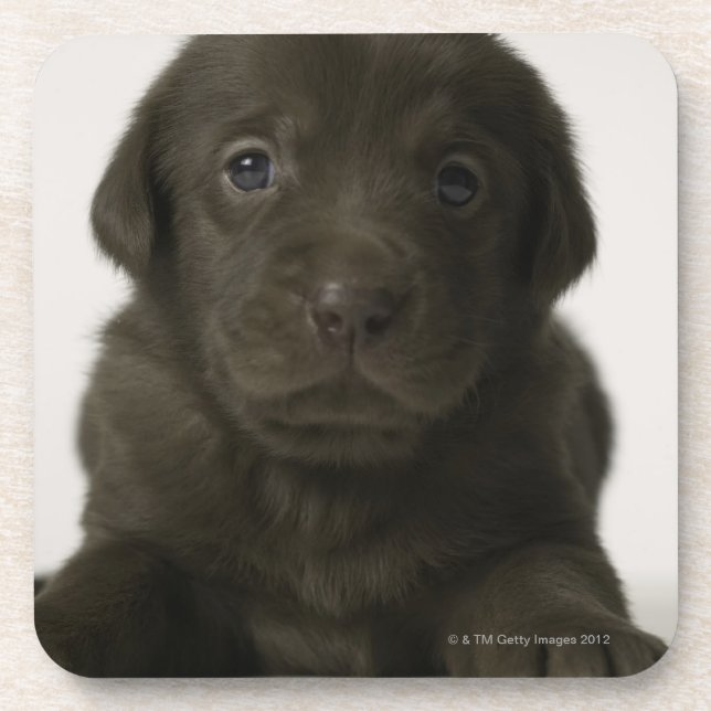 Dessous-de-verre Chiot Brown, portrait, plan rapproché (Devant)