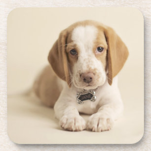 Dessous-de-verre Chiot de beagle