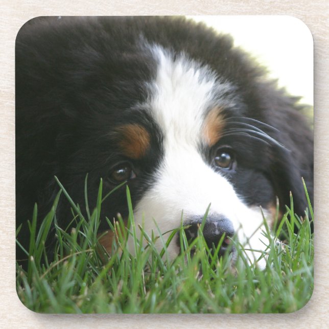 Dessous-de-verre Chiot de Bernese (Devant)