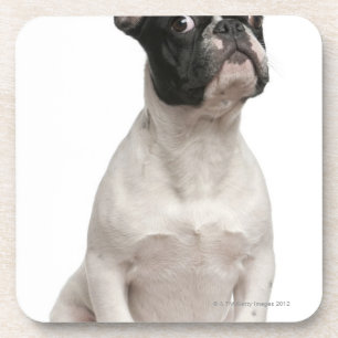 Dessous-de-verre Chiot de bouledogue français (5 mois)