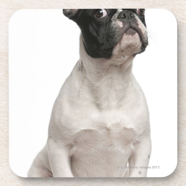 Dessous-de-verre Chiot de bouledogue français (5 mois) (Devant)