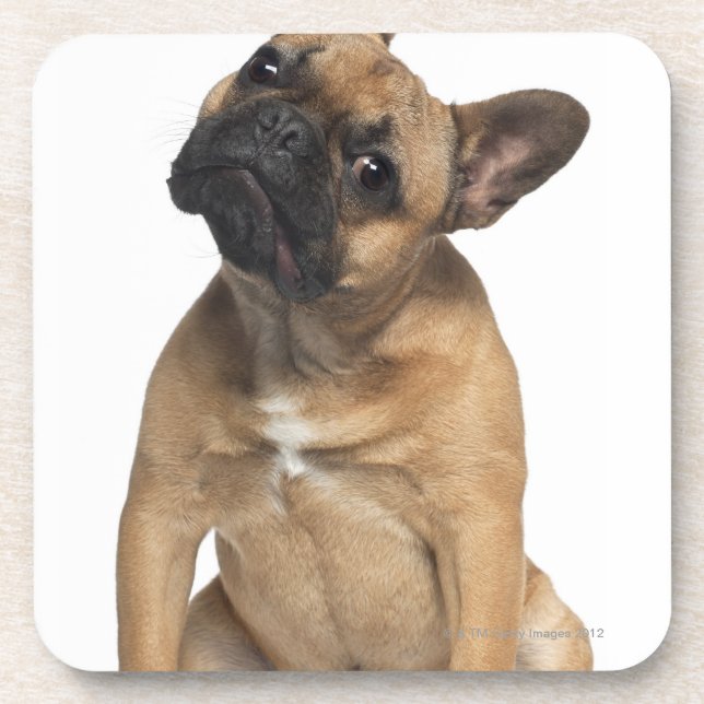 Dessous-de-verre Chiot de bouledogue français (7 mois) (Devant)