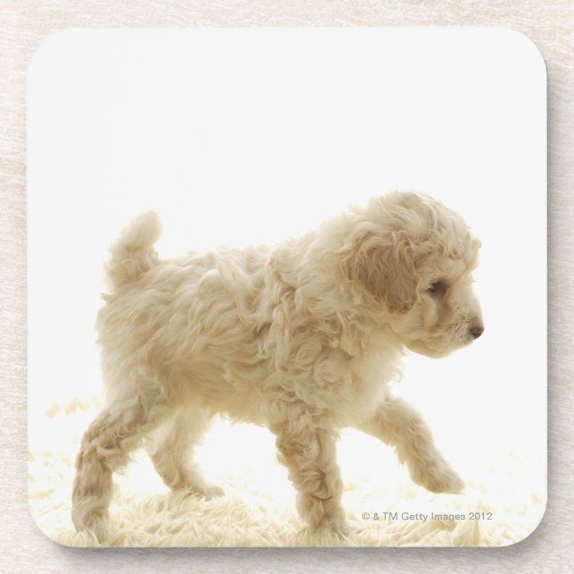 Dessous-de-verre Chiot de caniche (Devant)