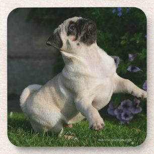 Dessous-de-verre Chiot de carlin de faon