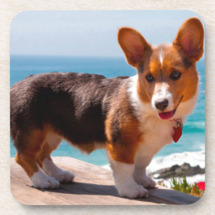 Dessous-de-verre chiot de Corgi gallois de Pembroke debout sur une