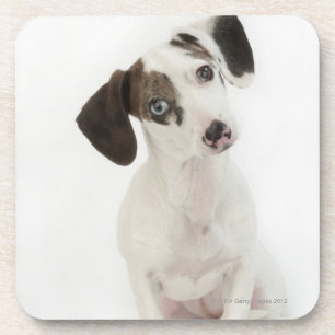 Dessous-de-verre Chiot de femelle de teckel/chiwawa