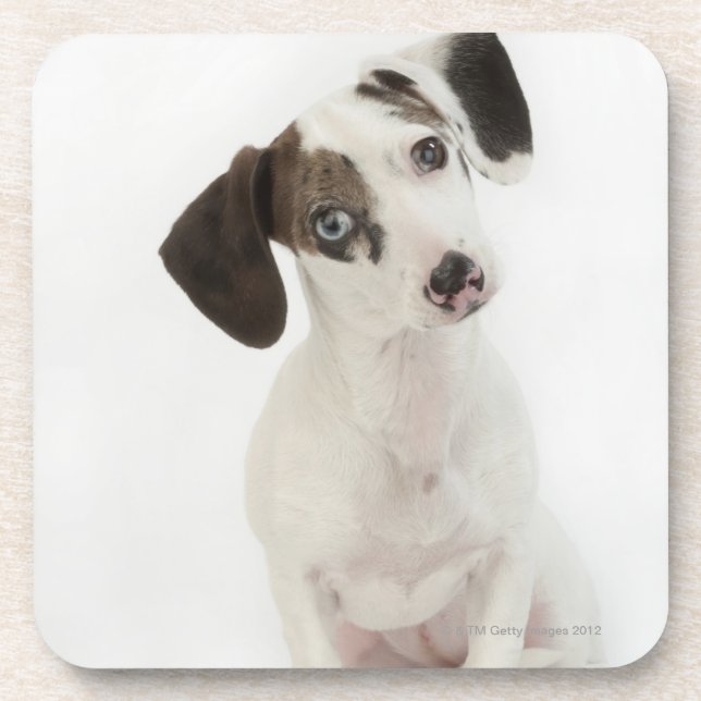 Dessous-de-verre Chiot de femelle de teckel/chiwawa (Devant)